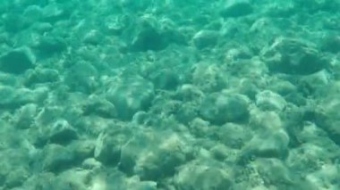 Düz başlı gri kefal, yassı başlı kefal, çizgili kefal (Mugil cephalus) deniz altı, Ege Denizi, Yunanistan, Halkidiki