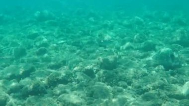 Düz başlı gri kefal, yassı başlı kefal, çizgili kefal (Mugil cephalus) deniz altı, Ege Denizi, Yunanistan, Halkidiki