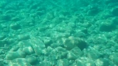 Düz başlı gri kefal, yassı başlı kefal, çizgili kefal (Mugil cephalus) deniz altı, Ege Denizi, Yunanistan, Halkidiki