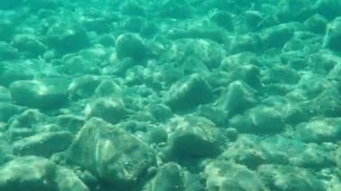 Düz başlı gri kefal, yassı başlı kefal, çizgili kefal (Mugil cephalus) deniz altı, Ege Denizi, Yunanistan, Halkidiki