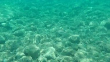 Düz başlı gri kefal, yassı başlı kefal, çizgili kefal (Mugil cephalus) deniz altı, Ege Denizi, Yunanistan, Halkidiki