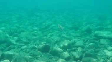 Düz başlı gri kefal, yassı başlı kefal, çizgili kefal (Mugil cephalus) deniz altı, Ege Denizi, Yunanistan, Halkidiki