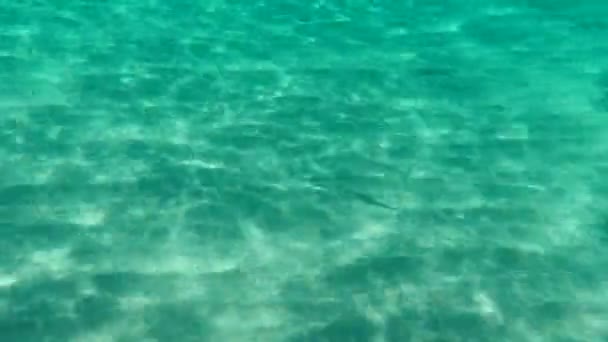 Salmonete Cinzento Salmonete Salmonete Listrado Mugil Cephalus Submarino Mar Egeu — Vídeo de Stock