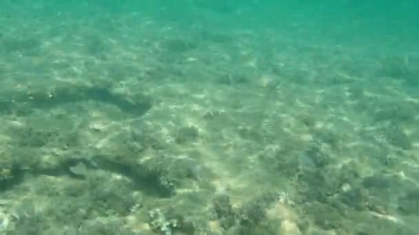 Flathead Grey Mullet Flathead Mullet Gestreepte Mullet Mugil Cephalus Onderzee — Stockvideo