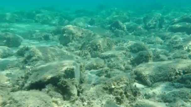 Flathead Grey Mullet Flathead Mullet Gestreepte Mullet Mugil Cephalus Onderzee — Stockvideo