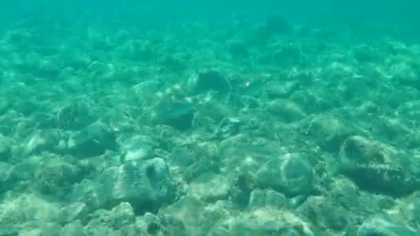 Flathead Meeräsche Flathead Meeräsche Gestreifte Meeräsche Mugil Cephalus Unterwasser Ägäis — Stockvideo