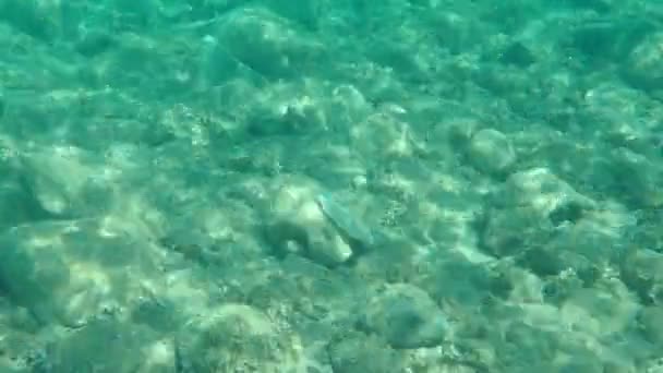 Salmonete Cinzento Salmonete Salmonete Listrado Mugil Cephalus Submarino Mar Egeu — Vídeo de Stock