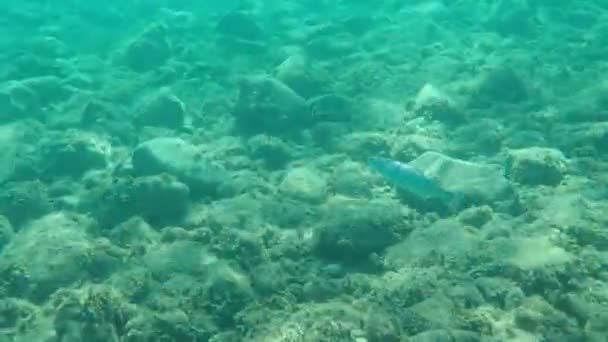 Flathead Grey Mullet Flathead Mullet Gestreepte Mullet Mugil Cephalus Onderzee — Stockvideo