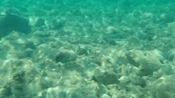 Salmonete Cinzento Salmonete Salmonete Listrado Mugil Cephalus Submarino Mar Egeu — Vídeo de Stock