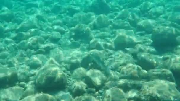 Flathead Grey Mullet Flathead Mullet Gestreepte Mullet Mugil Cephalus Onderzee — Stockvideo