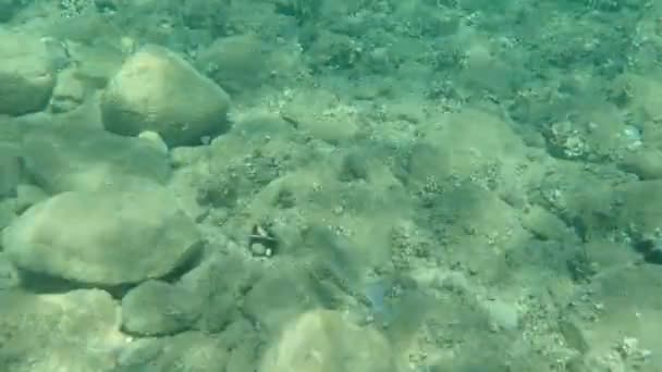 Flathead Triglia Grigia Triglia Testa Piatta Triglia Striata Mugil Cephalus — Video Stock