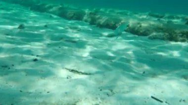 Kum steenbras veya çizgili deniz kabuğu (Lithognathus mormyrus) deniz altı, Ege Denizi, Yunanistan, Halkidiki