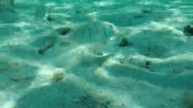 Kum steenbras veya çizgili deniz kabuğu (Lithognathus mormyrus) deniz altı, Ege Denizi, Yunanistan, Halkidiki