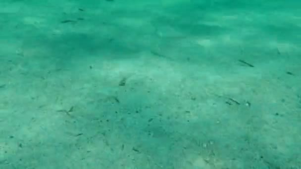 Pearly Razorfish Cleaver Wrasse Xyrichtys Novacula Submarino Mar Egeu Grécia — Vídeo de Stock