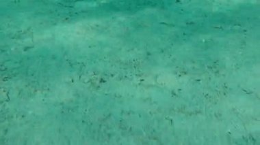 Geniş gözlü dil balığı (Bothus podas) denizaltı, Ege Denizi, Yunanistan, Halkidiki