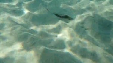 Geniş gözlü dil balığı (Bothus podas) denizaltı, Ege Denizi, Yunanistan, Halkidiki