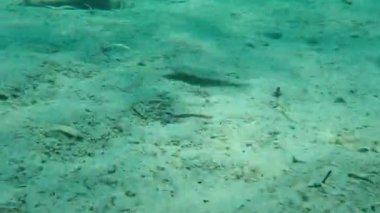 Geniş gözlü dil balığı (Bothus podas) denizaltı, Ege Denizi, Yunanistan, Halkidiki