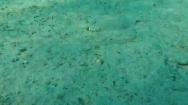 Geniş gözlü dil balığı (Bothus podas) denizaltı, Ege Denizi, Yunanistan, Halkidiki