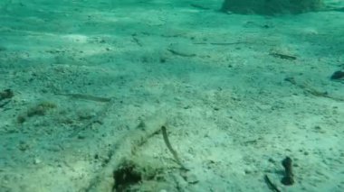 Geniş gözlü dil balığı (Bothus podas) denizaltı, Ege Denizi, Yunanistan, Halkidiki