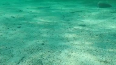 Geniş gözlü dil balığı (Bothus podas) denizaltı, Ege Denizi, Yunanistan, Halkidiki