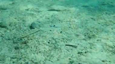 Geniş gözlü dil balığı (Bothus podas) denizaltı, Ege Denizi, Yunanistan, Halkidiki