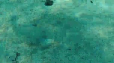 Geniş gözlü dil balığı (Bothus podas) denizaltı, Ege Denizi, Yunanistan, Halkidiki