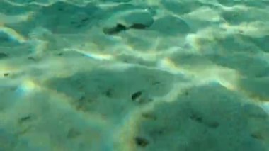 Geniş gözlü dil balığı (Bothus podas) denizaltı, Ege Denizi, Yunanistan, Halkidiki