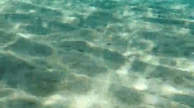 Geniş gözlü dil balığı (Bothus podas) denizaltı, Ege Denizi, Yunanistan, Halkidiki