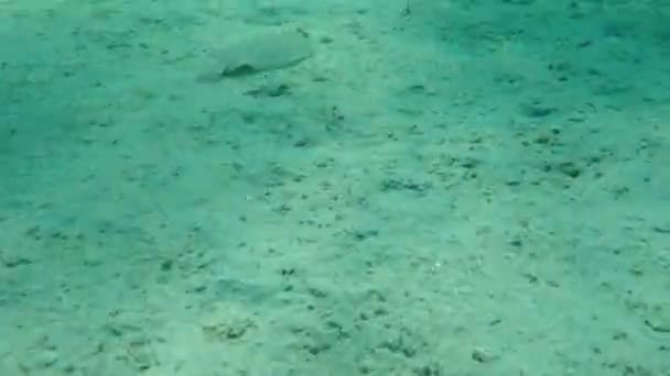 Plie Grands Yeux Bothus Podas Sous Marine Mer Égée Grèce — Video