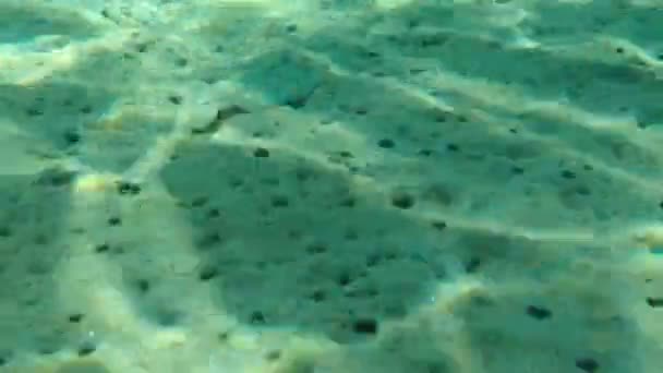 Wide Eyes Flounder Bothus Podas Undersea Eegean Sea Greece Halkidiki — стокове відео