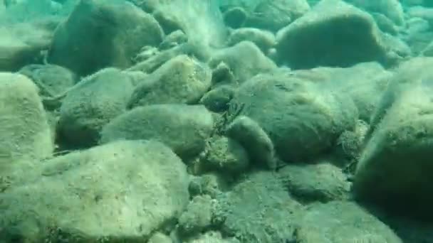 Pulpo Común Octopus Vulgaris Entintado Mar Egeo Grecia Halkidiki — Vídeo de stock