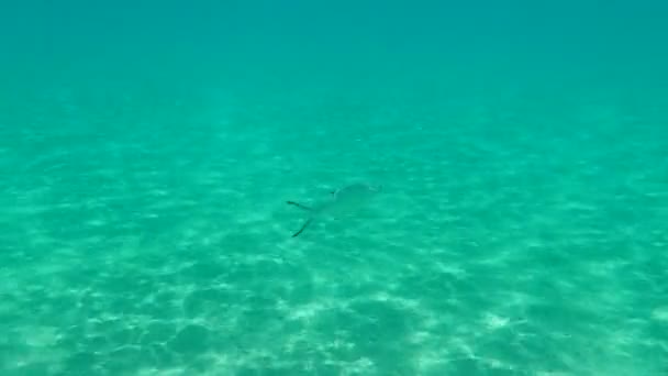 Pompano Derbio Silverfish Trachinotus Ovatus Undersea Eegean Sea Greece Halkidiki — стокове відео