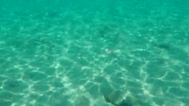 Pompano Derbio Silverfish Trachinotus Ovatus Undersea Eegean Sea Greece Halkidiki — стокове відео