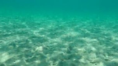 Tespit edilen denizaltı (Trachinus araneus), Ege Denizi, Yunanistan, Halkidiki