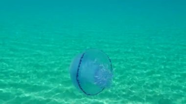 Fıçı denizanası veya toz kaplı denizanası veya fırfırlı ağızlı denizanası (Rhizostoma pulmo) deniz altı, Ege Denizi, Yunanistan, Halkidiki