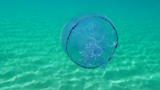 Meduse Botte Meduse Dal Coperchio Della Pattumiera Meduse Dalla Bocca — Video Stock