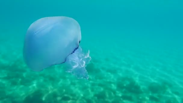 Medusas Barril Medusas Con Tapa Cubo Basura Medusas Con Boca — Vídeo de stock