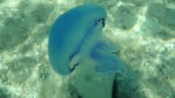 Fıçı Denizanası Veya Toz Kaplı Denizanası Veya Fırfırlı Ağızlı Denizanası — Stok video