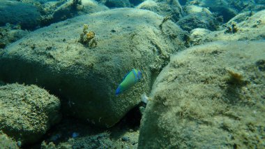 Süslü wrasse (Thalassoma pavo) erkek denizaltı, Ege Denizi, Yunanistan, Halkidiki