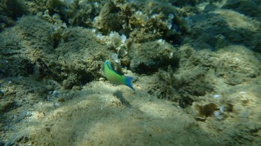 Süslü wrasse (Thalassoma pavo) erkek denizaltı, Ege Denizi, Yunanistan, Halkidiki