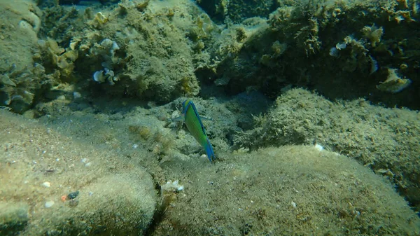 Wrasse Ornamentado Thalassoma Pavo Macho Submarino Mar Egeo Grecia Halkidiki — Foto de Stock