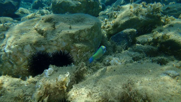 Ornate Wrasse Thalassoma Pavo Maschio Sott Acqua Mar Egeo Grecia — Foto Stock