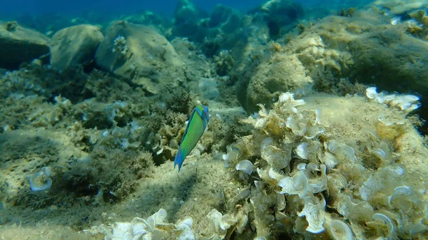 Ornate Lippfische Thalassoma Pavo Männlich Unterwasser Ägäis Griechenland Chalkidiki — Stockfoto