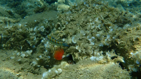 Ornate Wrasse Thalassoma Pavo Femmina Sottomarina Mar Egeo Grecia Calcidica — Foto Stock