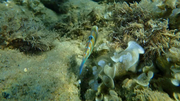 Ornate Lippfische Thalassoma Pavo Weiblich Unterwasser Ägäis Griechenland Chalkidiki — Stockfoto
