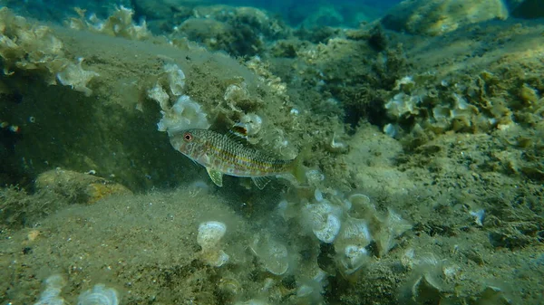 Mullet Vermelho Listrado Surmullet Mullus Surmuletus Submarino Mar Egeu Grécia — Fotografia de Stock