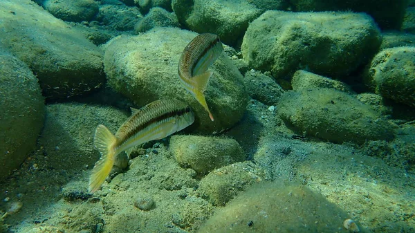 Çizgili kırmızı kefal (Mullus surmuletus) sualtı, Ege Denizi, Yunanistan, Halkidiki