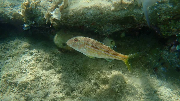 Rode Mul Mullus Surmuletus Onder Water Egeïsche Zee Griekenland Halkidiki — Stockfoto