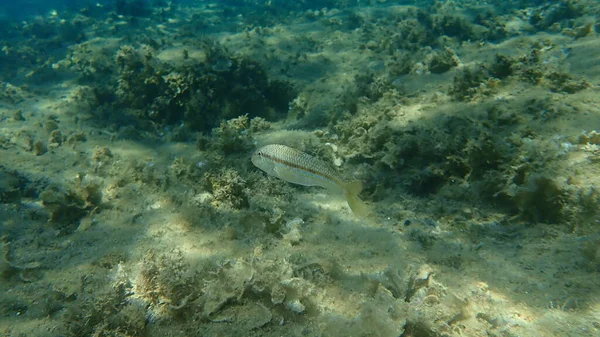 Mullet Vermelho Listrado Surmullet Mullus Surmuletus Submarino Mar Egeu Grécia — Fotografia de Stock