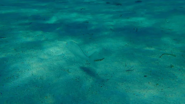 Gilthead Seabream Sparus Aurata Orata Dorada Tenger Alatt Égei Tenger — Stock Fotó